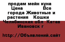 продам мейн куна › Цена ­ 15 000 - Все города Животные и растения » Кошки   . Челябинская обл.,Катав-Ивановск г.